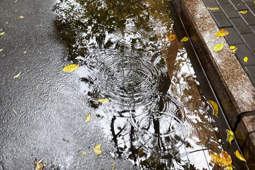 雨上がりの水たまり(落ち葉と波紋)