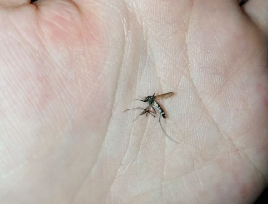 手のひらの縞模様の蚊