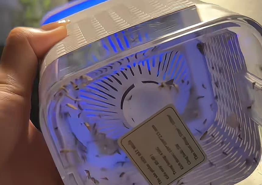 UV蚊取りライトのトレー(蚊びっしり)