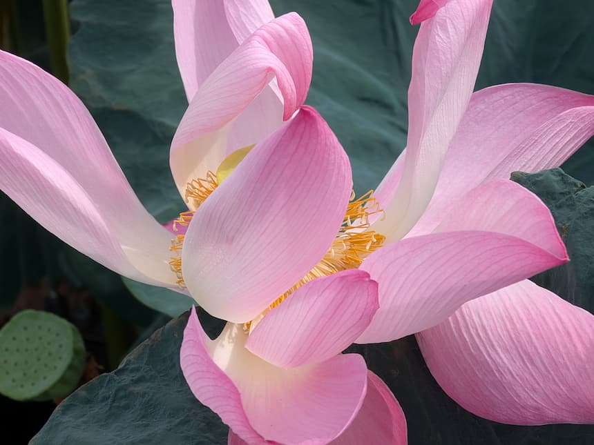 満開のピンクの蓮の花（ハノイ西湖・6月）