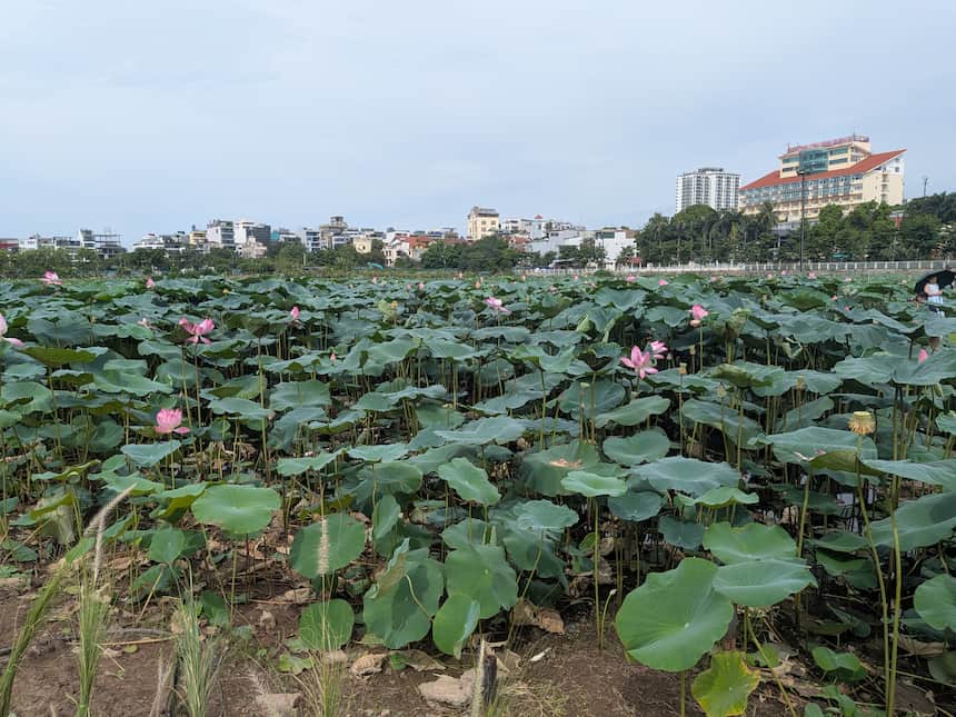 西湖ダムドン蓮池に広がる蓮の葉と花（背後にハノイの街並み）