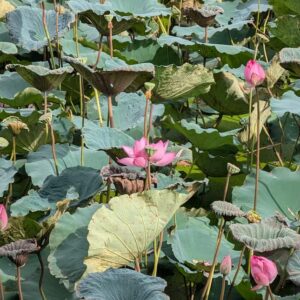 ハノイの蓮の花が見れる場所｜西湖の定番は工事中【2026年見頃】