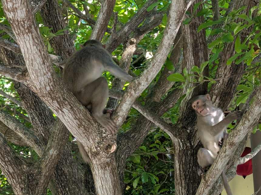 リンウン寺の境内の木の上にいた2匹の猿